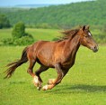 /album/octavo-varios1/l-728-caballo-al-galope-jpg/